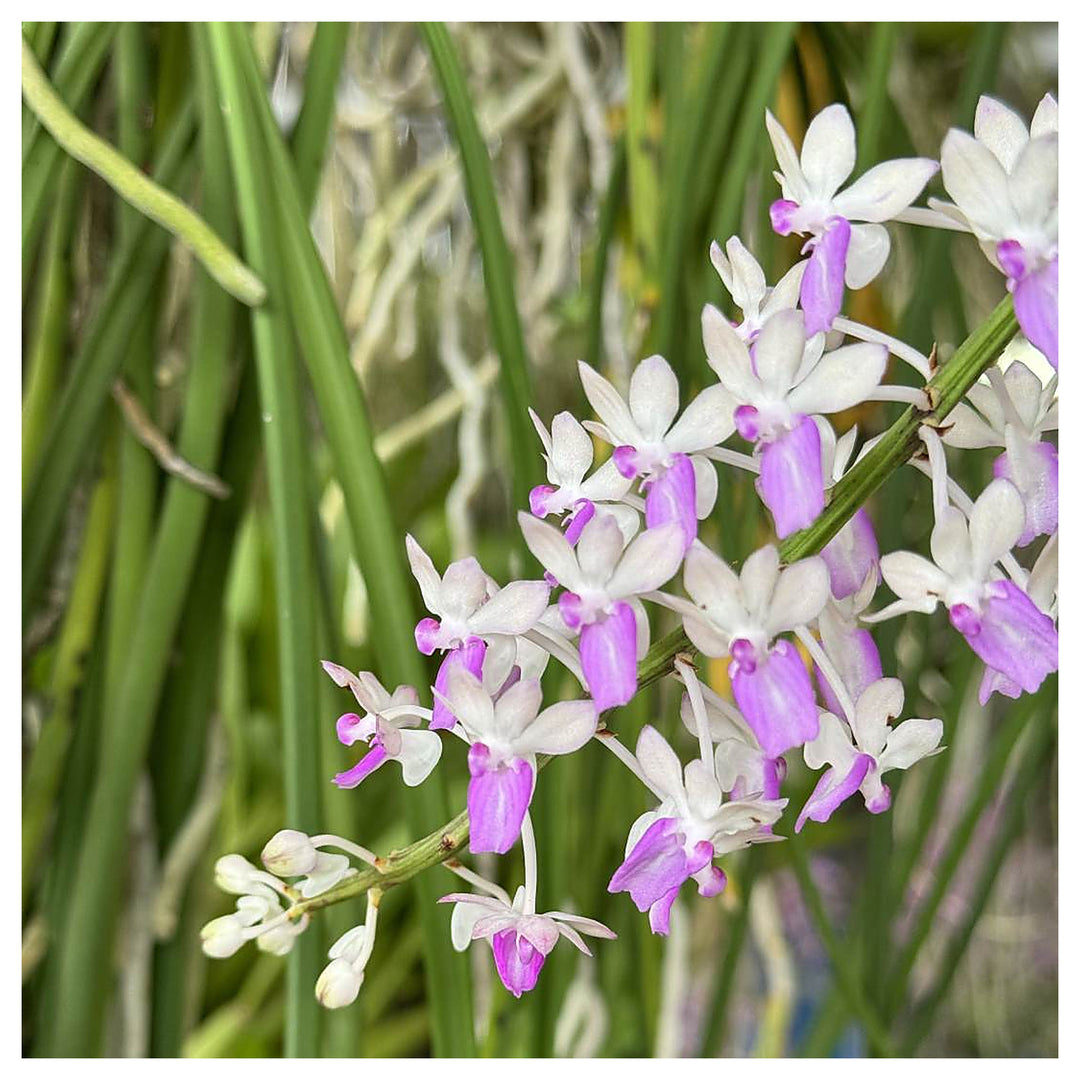 Ascocentrum Purple White Seeds for Planting – Organic, Heirloom, Non-GMO Flower Seeds | Neera Seeds product photo [neera-v4-aa3effa88ae44c0da9b5]
