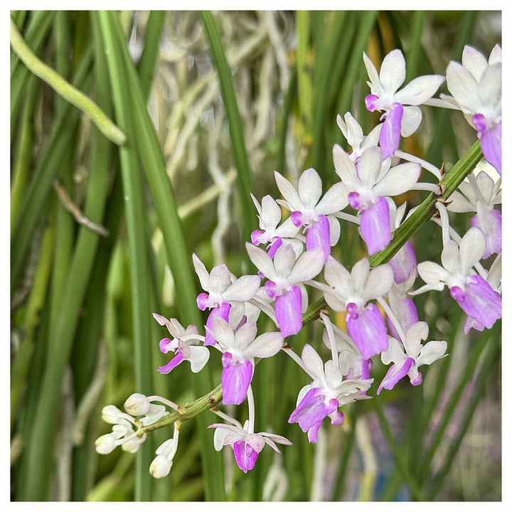 Ascocentrum Purple White Seeds for Planting – Organic, Heirloom, Non-GMO Flower Seeds | Neera Seeds product photo [neera-v4-aa3effa88ae44c0da9b5]