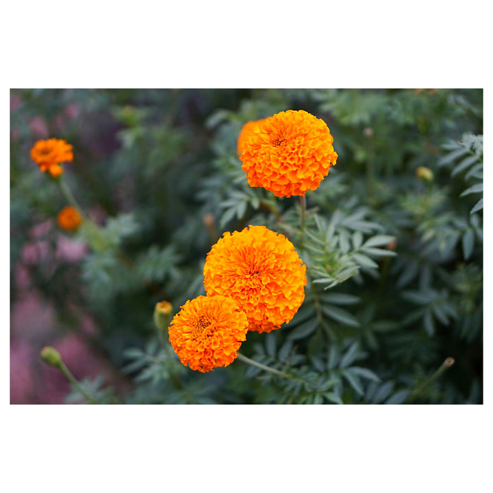 Aztec Marigold Flower Seeds – Heirloom, Non-GMO, High Germination Organic Garden Seeds for Planting | Neera Seeds product photo [neera-v4-aa418b1b30ceeb0f0531]