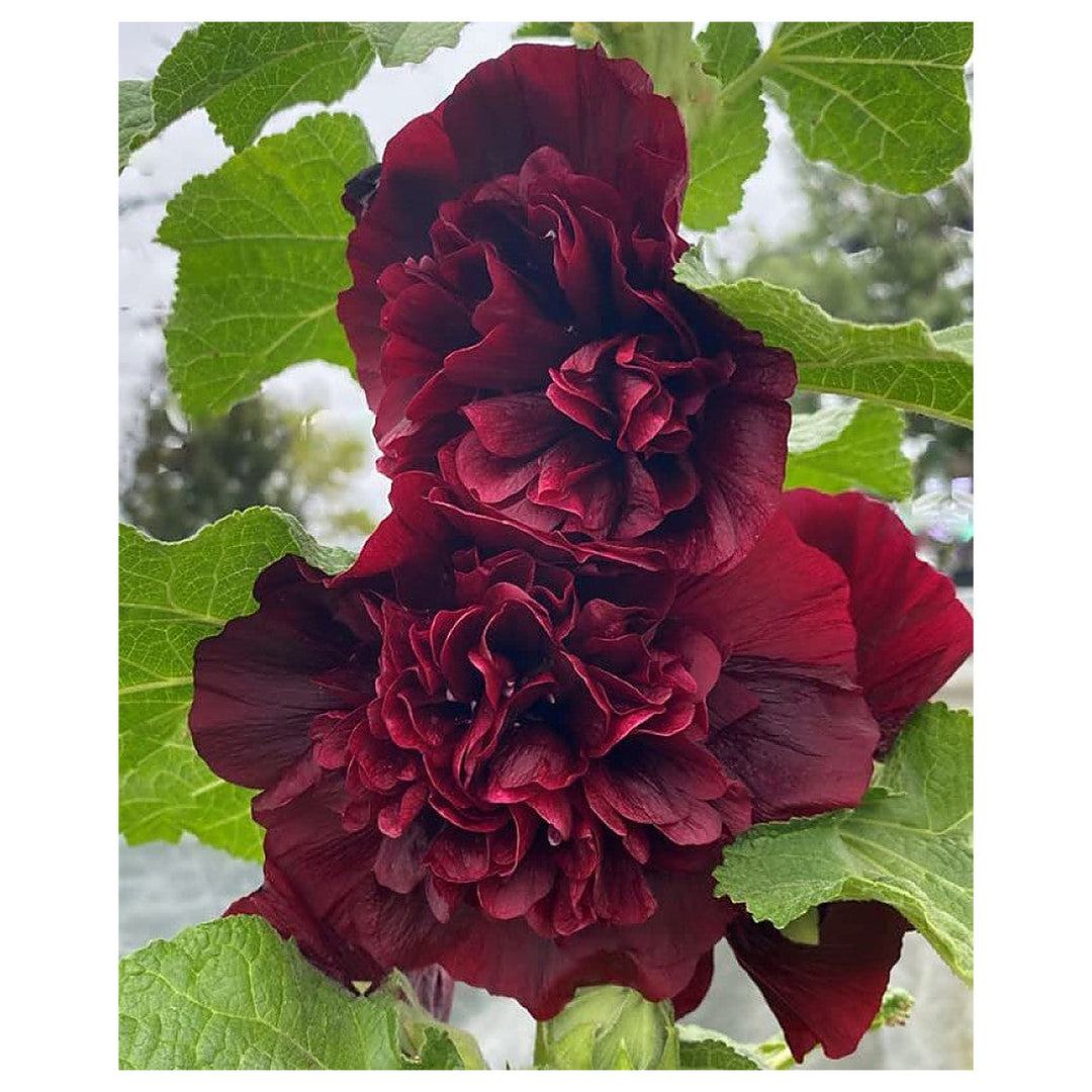 Organic Maroon Hollyhock Flower Seeds for Planting – Heirloom, Non-GMO, High Germination Organic Garden Seeds | Neera Seeds product photo [neera-v4-aa5306314d67482473f0]