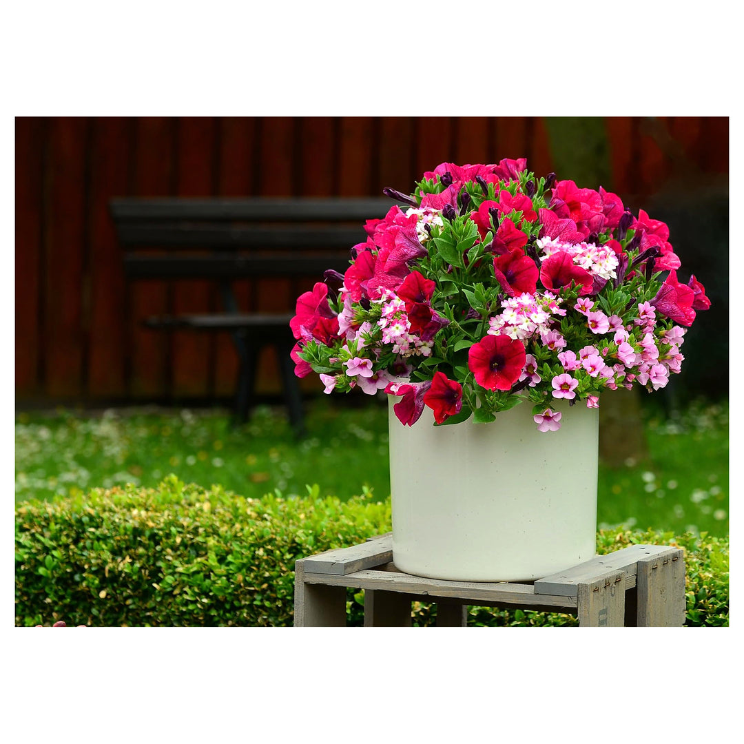 Hanging Petunia Petunia Spp Planting In Balcony Urban Garden Flower Seeds Home Garden | Neera Seeds product photo [neera-v4-aa64c352456e922d6b43]