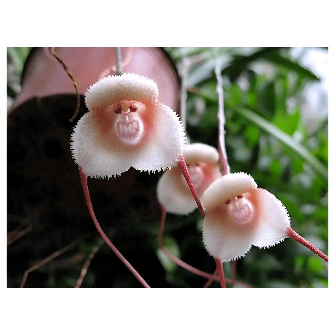 Heirloom Peach Monkey Face Orchid Seeds – Non-GMO, High Germination Unique Orchid Seeds for Home Garden Planting | Neera Seeds product photo [neera-v4-aa6a82dde5b8e1b7b7da]