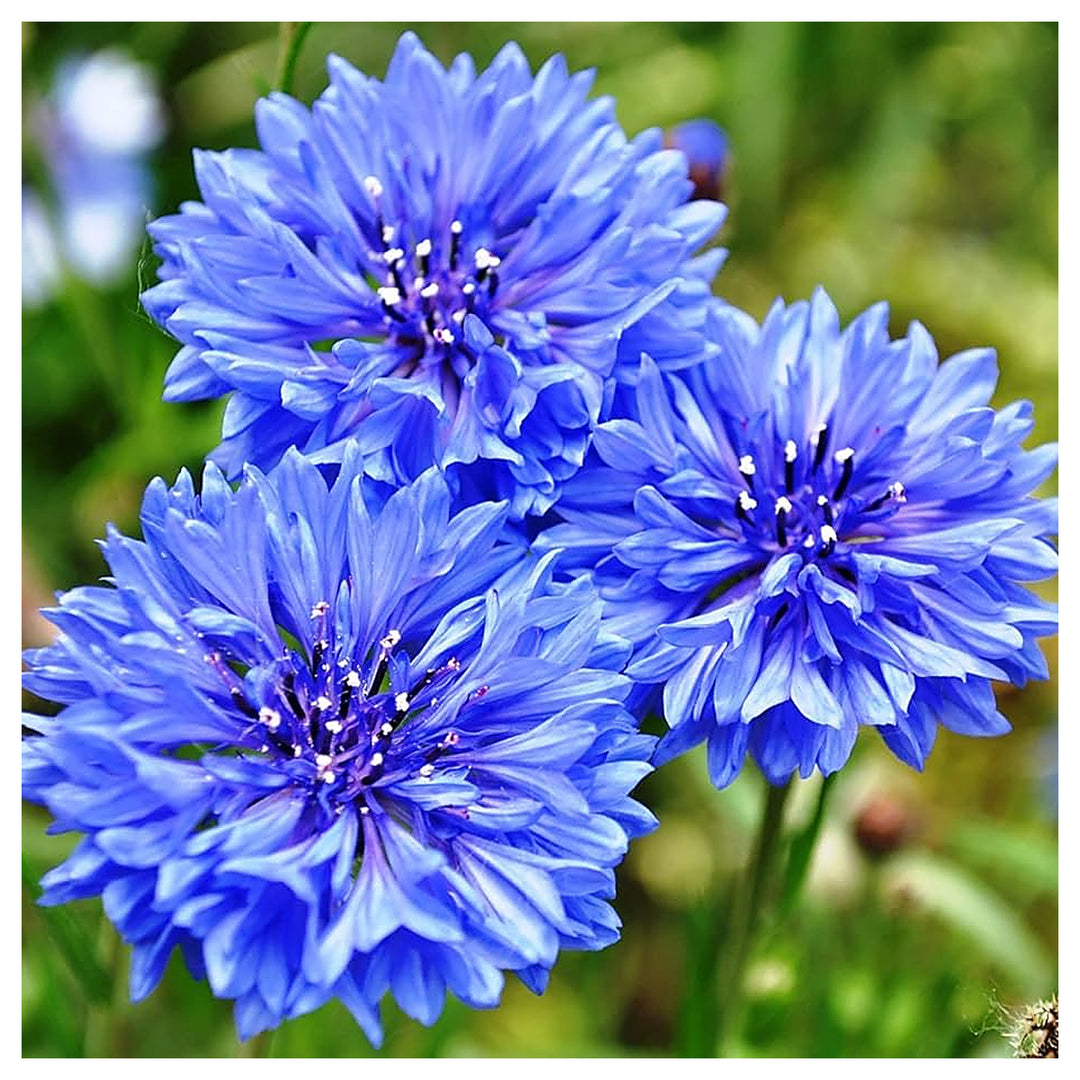 Pink Bachelor Button Centaurea Cyanus Flower For Planting Suitable For Home Garden Seasonal | Neera Seeds product photo [neera-v4-aa72f15dbc04ebd4533e]
