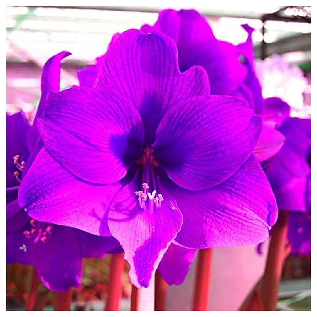 Purple Amaryllis Flower Seeds for Planting – Heirloom, Non-GMO, High Germination Bulbous Garden Seeds | Neera Seeds product photo [neera-v4-aa749c8a6eb4d3c173a0]