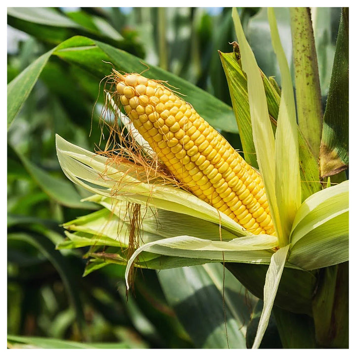 Organic Sweet Corn Seeds for Planting – High-Yield, Non-GMO Vegetable Seeds for Home Garden &amp; Farm Use | Neera Seeds product photo [neera-v4-aa7f8e0dafad30baeaf4]
