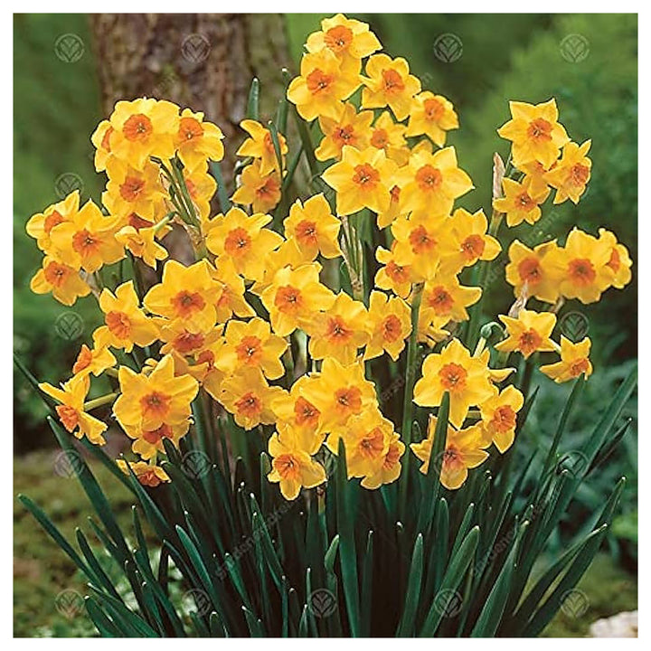 Daffodil Trumpet Flower Seeds – Heirloom, Non-GMO, High Germination Organic Garden Seeds for Planting | Neera Seeds product photo [neera-v4-aa800b345c336b99ecf7]