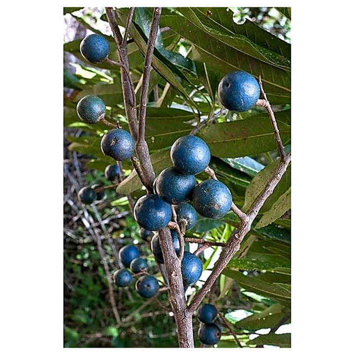 Rudraksha Fruit Seeds for Planting – Spiritual &amp; Medicinal Trees, 100 pcs, Heirloom &amp; Non-GMO, High Germination | Neera Seeds product photo [neera-v4-aaa4a41c111c6ccf5d8e]