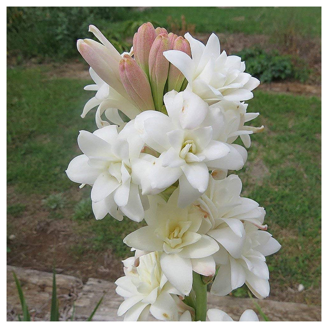 Wilde Lauch Allium Schoenoprasum Flower For Planting In Flower Bed Flower Seeds for Home Garden | Neera Seeds product photo [neera-v4-aaa52c22ccaa0c32d935]