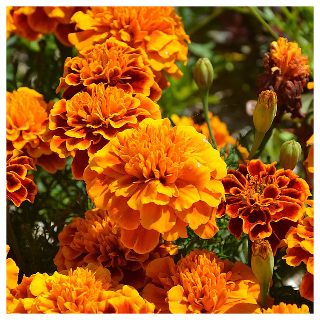 Orange Carnation Flower Seeds for Garden and Pot Planting | Neera Seeds product photo [neera-v4-aaacb3abafc794c4cb66]