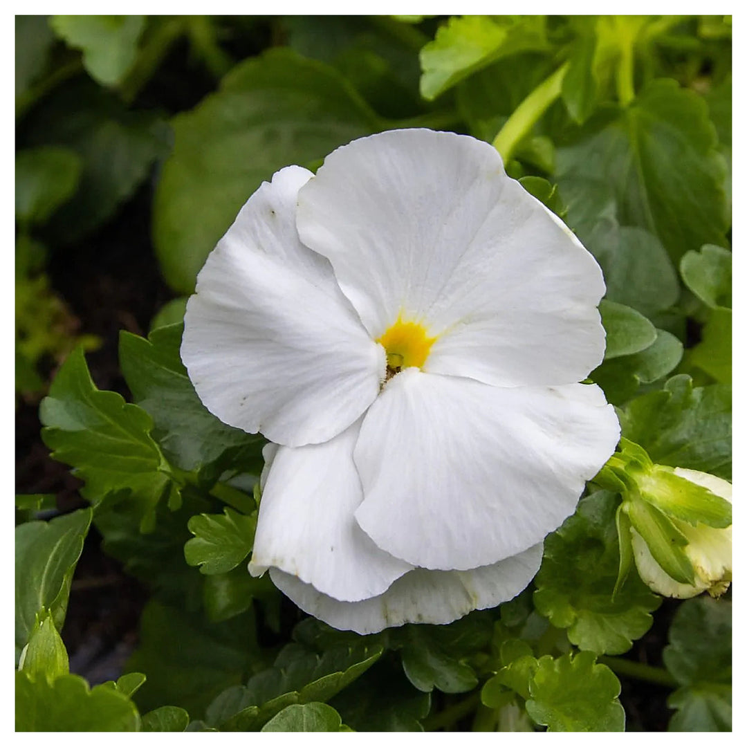 Heirloom White Pansy Flower Seeds for Planting, Non-GMO, Organic, Fresh and Vibrant Blooms | Neera Seeds product photo [neera-v4-aab76da7596fe666b1c3]