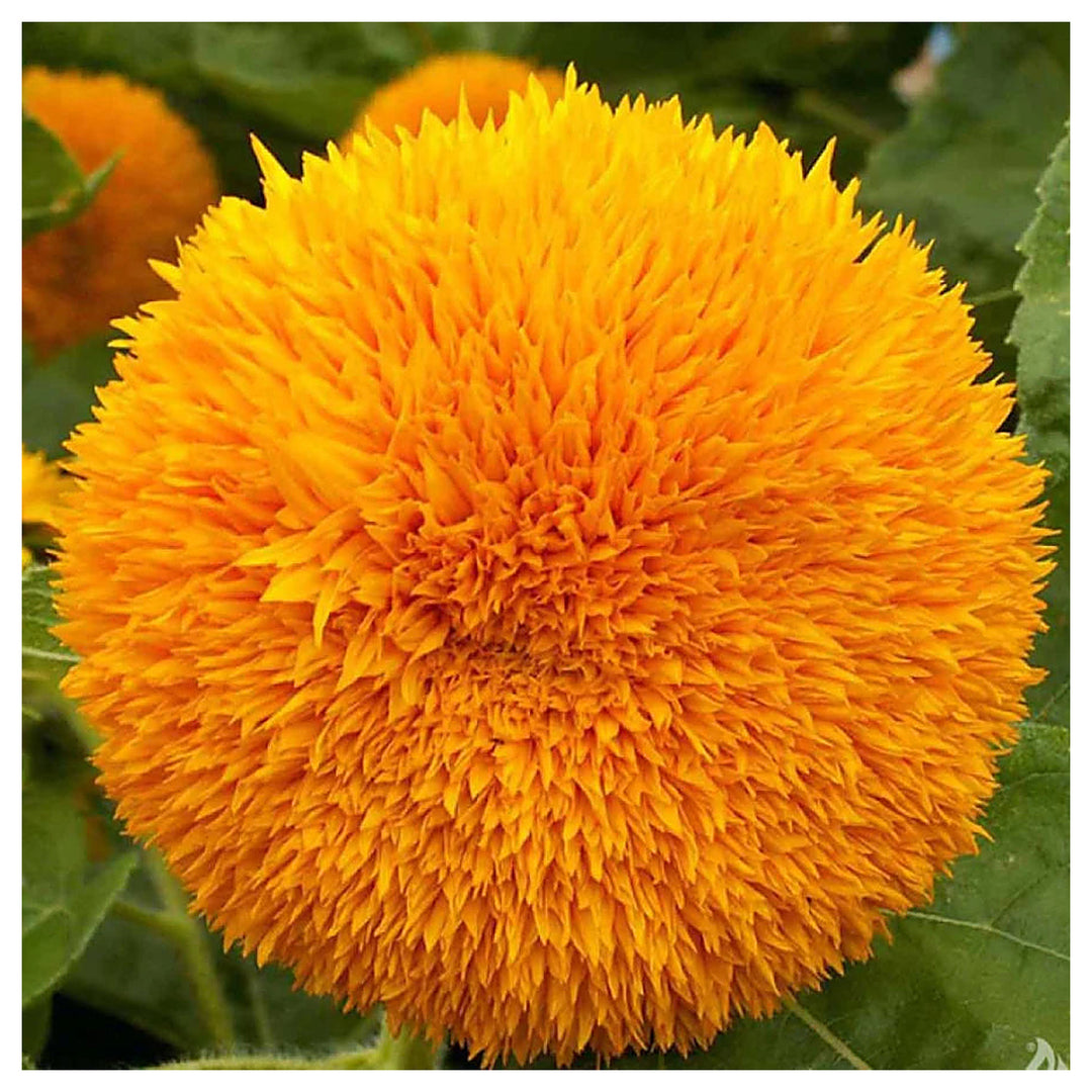 Dwarf Sunflower Flower Seeds – Heirloom, Non-GMO, High Germination Organic Garden Seeds for Planting | Neera Seeds product photo [neera-v4-aab93362f9c786a61f24]