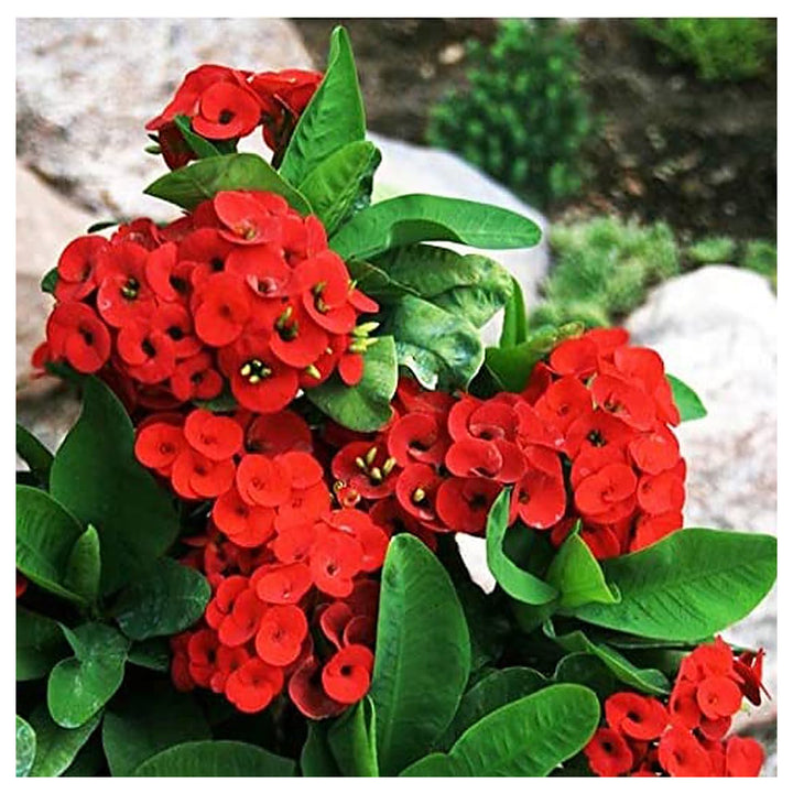 Deep Red Euphorbia Milii Flower Seeds for Planting – Heirloom, Non-GMO, High Germination Organic Garden Seeds | Neera Seeds product photo [neera-v4-aabc95260daf5d648c76]