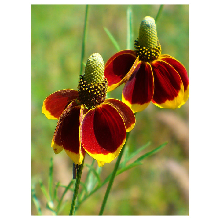 Heirloom Prairie Flower Seeds, Non-GMO Wildflower Mix for Naturalized Garden Planting | Neera Seeds product photo [neera-v4-aad544b29788960dc49e]