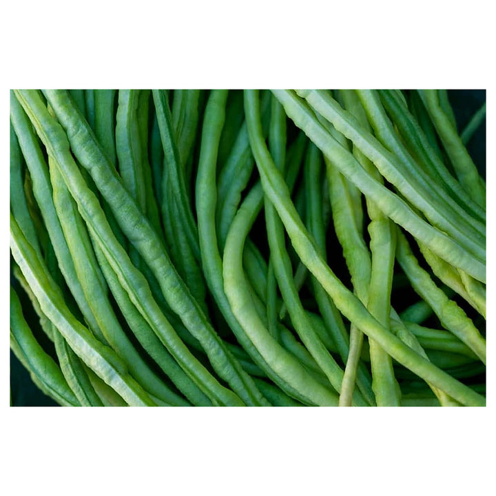 Asparagus Beans Cowpea Vegetable Seeds for Planting – Heirloom, Non-GMO, High Germination, Organic Garden Seeds | Neera Seeds product photo [neera-v4-aae3f8dd93de963952d0]