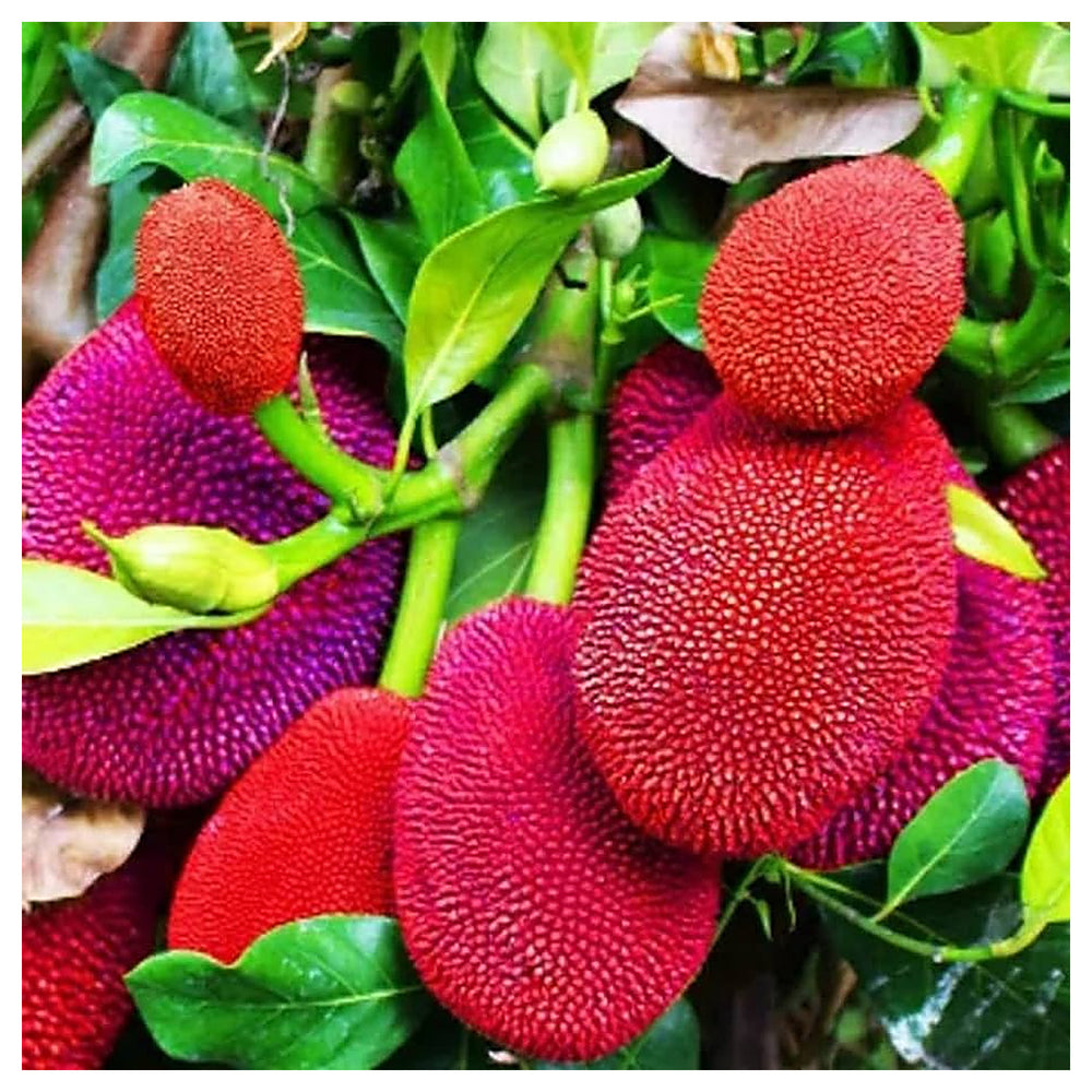 Red Jackfruit Fruit Seeds for Planting – Heirloom, Non-GMO, High Germination Organic Garden Seeds, Sweet Tropical V | Neera Seeds product photo [neera-v4-aaeaa441e315a991ac63]