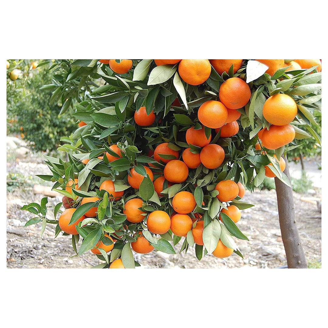 Dark Orange Fruit Seeds for Planting – GMO Free, Heirloom, High Germination Organic Garden Seeds for Home Garden | Neera Seeds product photo [neera-v4-aaeba42adc0e570dcd2c]