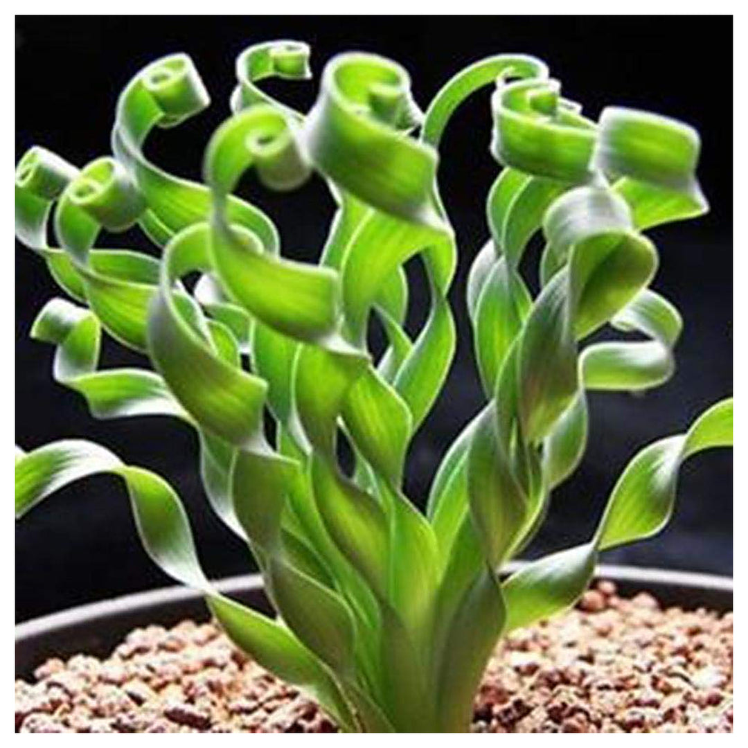 Heirloom Non-GMO Tortilis Spiral Plant Seeds for Unique Ornamental Garden Planting | Neera Seeds product photo [neera-v4-aaf69a0ce993e2f41d53]