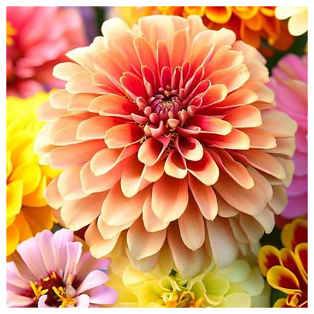 Zinnia Zinnia Elegans Dahlia Flowered Mix For Planting Colorful Blooms For Flower Beds Seasonal | Neera Seeds product photo [neera-v4-aaf92b918198b4328120]
