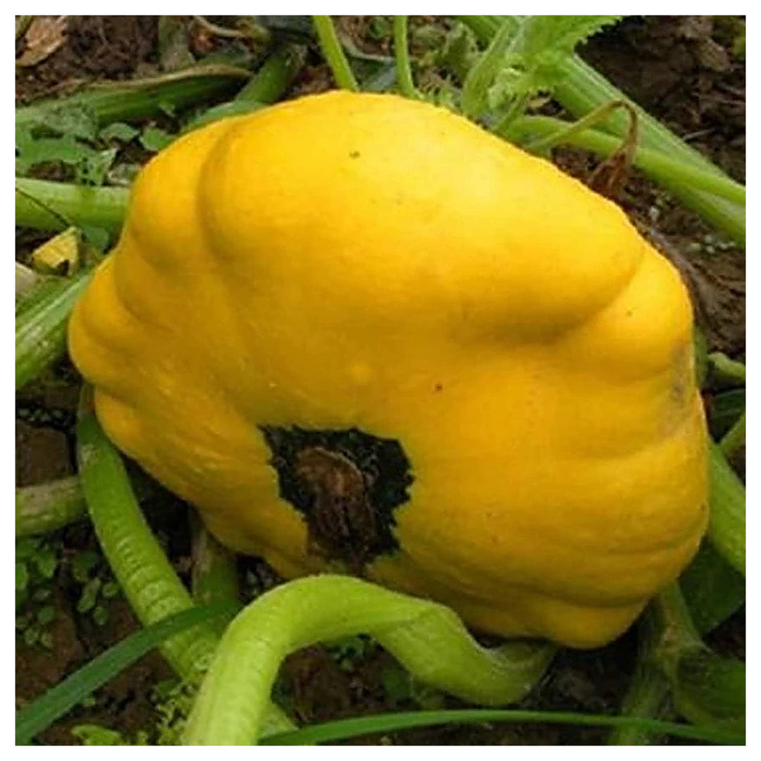 Sunseanse F1 Pumpkin Seeds for Planting – Organic, Non-GMO, Heirloom, High Germination Vegetable Garden Seeds | Neera Seeds product photo [neera-v4-ab07c97fc6262ef20039]