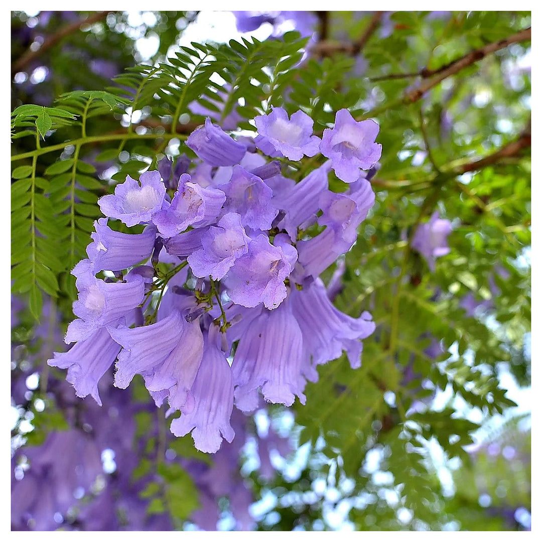 Jacaranda Mimosifolia Flower Seeds for Planting – Beautiful Bloom Tree, Easy Grow Ornamental Plant for Garden &amp; Pat | Neera Seeds product photo [neera-v4-ab08bf0d61dfa99740c9]