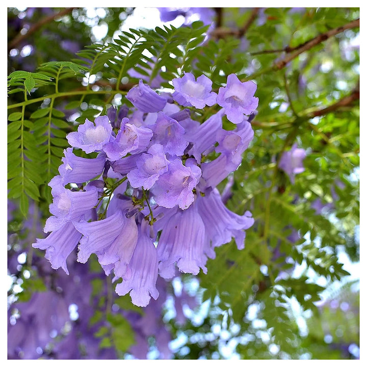 Jacaranda Mimosifolia Flower Seeds for Planting – Beautiful Bloom Tree, Easy Grow Ornamental Plant for Garden &amp; Pat | Neera Seeds product photo [neera-v4-ab08bf0d61dfa99740c9]