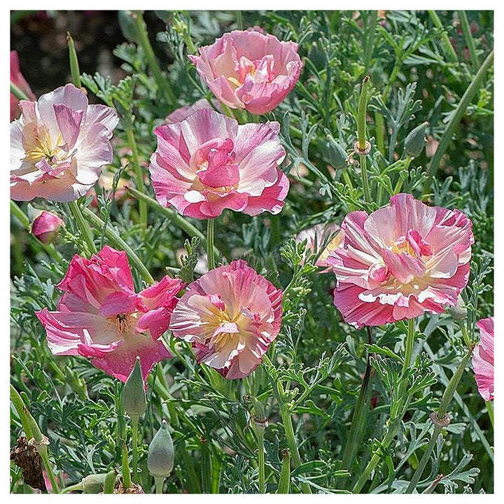 Pink Eschscholtzia (California Poppy) Flower Seeds for Planting – Heirloom &amp; Non-GMO Delicate Blooms for Garden Bed | Neera Seeds product photo [neera-v4-ab0b2afd50023215bde6]