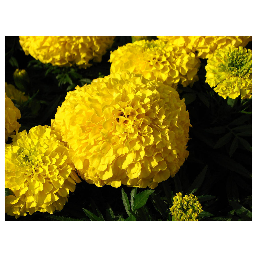 Mexican Marigold Flower Seeds – Heirloom, Non-GMO, Vibrant Blooms for Garden Planting | Neera Seeds product photo [neera-v4-ab18953d3016c64d13e3]