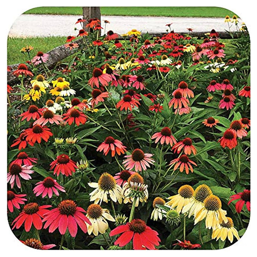Hardy Perennial Echinacea Cheyenne Spirit Mixed Cutting Flowers And Landscaping Flower Seeds | Neera Seeds product photo [neera-v4-ab19bdfd3c8e9c5389d5]