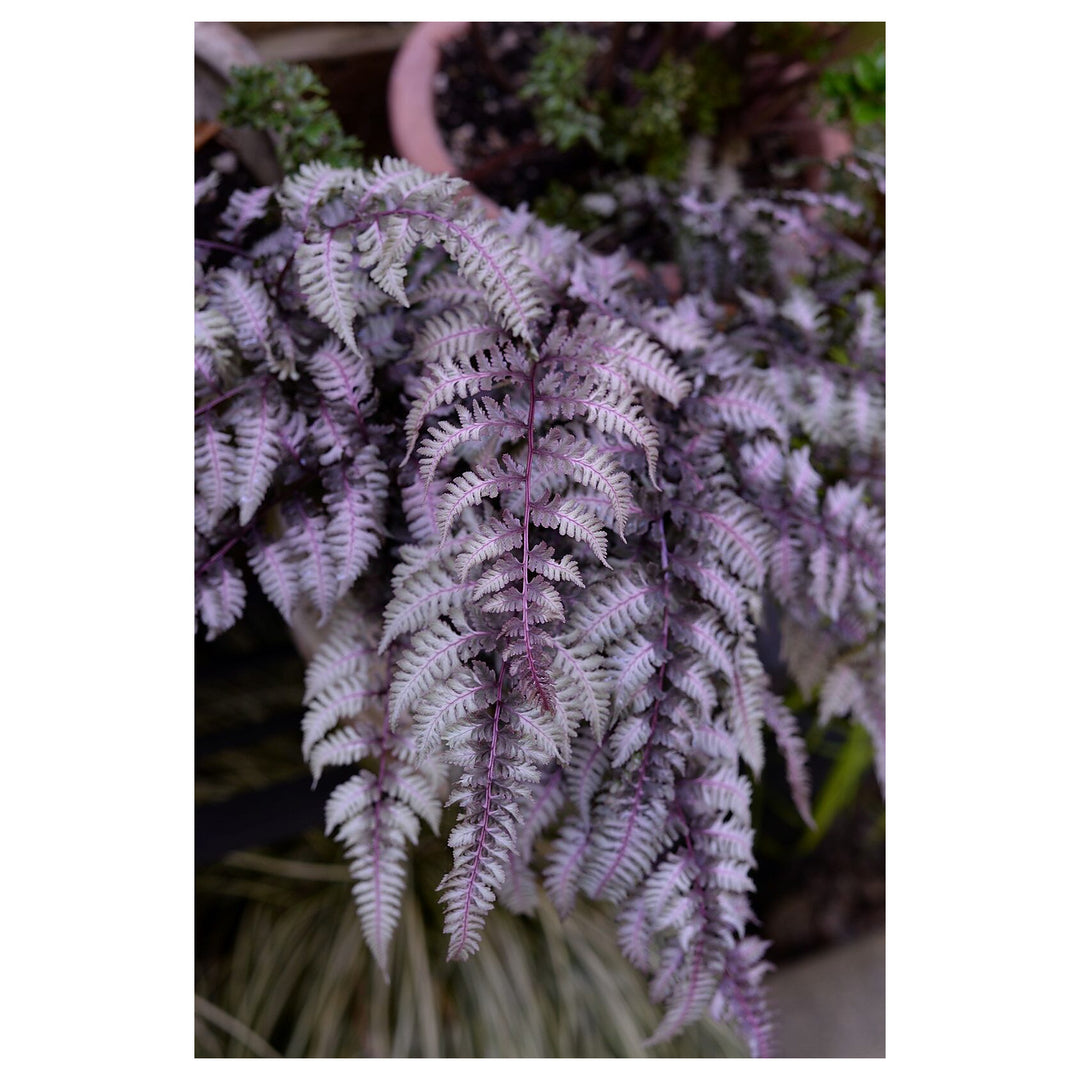 Purple Fern Plant Seeds – Heirloom Non-GMO, Easy to Grow Indoor &amp; Outdoor Ornamental Plant | Neera Seeds product photo [neera-v4-ab212edd88be01ef16c5]