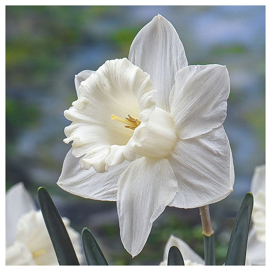 White Daffodil Flower Seeds for Planting – 100 Pcs, Heirloom, Non-GMO, High Germination Organic Garden Seeds | Neera Seeds product photo [neera-v4-ab4342f14b372f375876]