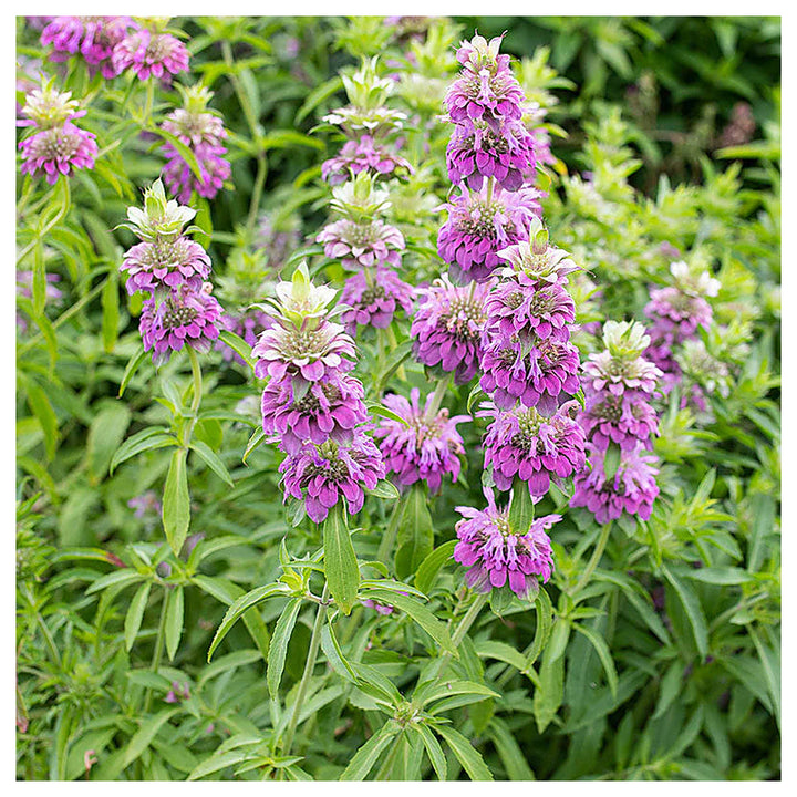 Bee Balm - Lemon Bergamot Monarda citriodora Flower Seeds for Planting - NON GMO Seeds | Neera Seeds product photo [neera-v4-ab495689e9d5ac60db71]