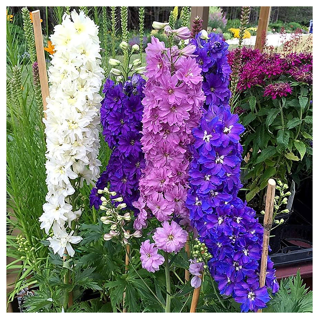 Mixed Delphinium Bonsai Flower Planting In Garden Flower Seeds Home Garden Planting, | Neera Seeds product photo [neera-v4-ab5e09106b76af6f52f7]