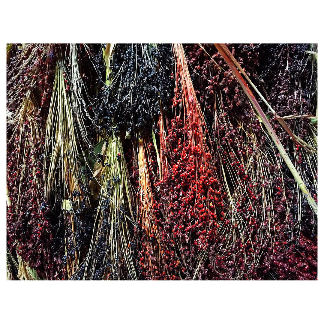 Sorghum Broom Corn Seeds for Planting – Heirloom, Non-GMO Grain & Craft Seeds for Gardens and Homesteads | Neera Seeds product photo [neera-v4-ab6ccc8940ff8b1a587f]