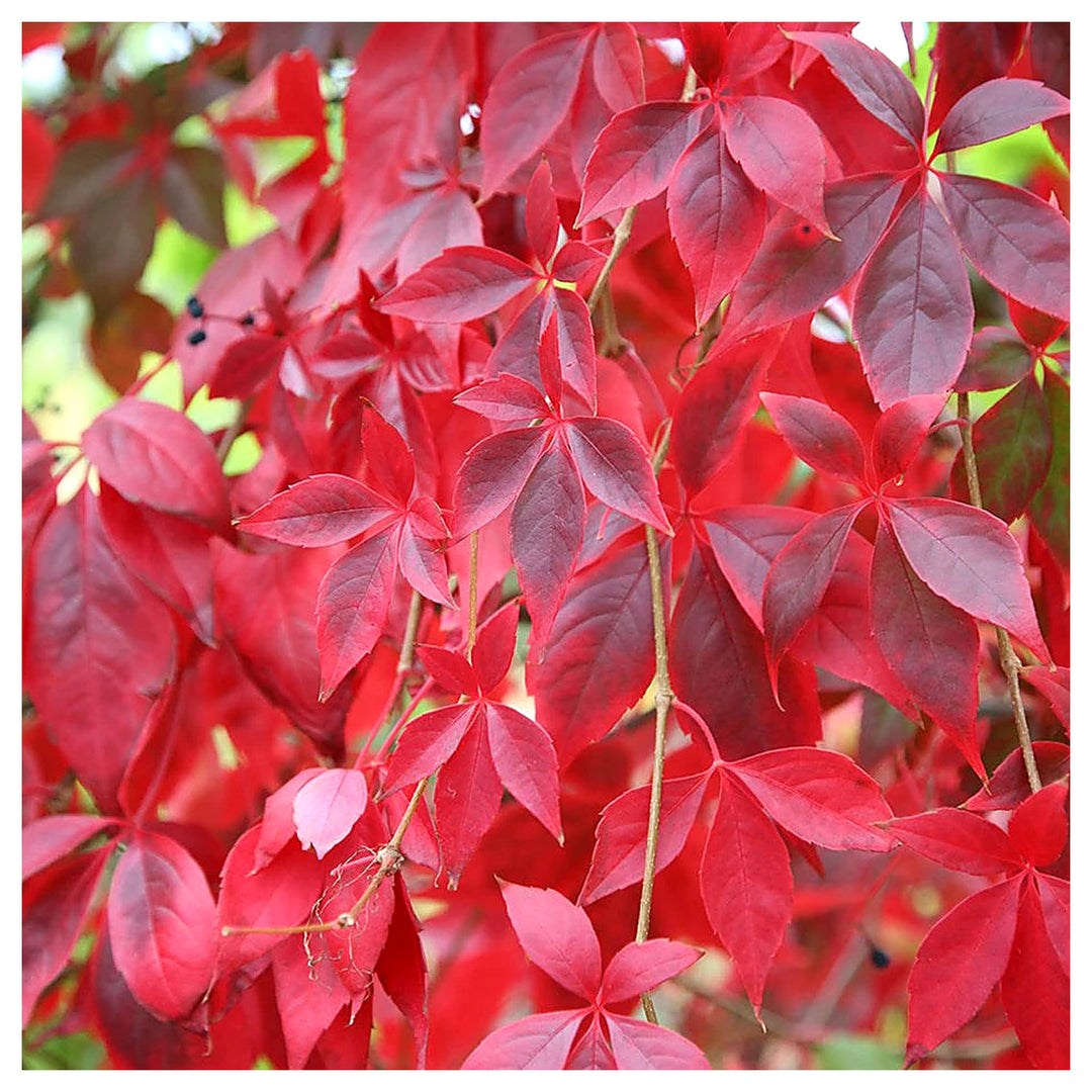 Parthenocissus Plant Seeds – Heirloom, Non-GMO, Fast-Growing Climber for Garden and Wall Planting | Neera Seeds product photo [neera-v4-ab7295345872e86e8025]