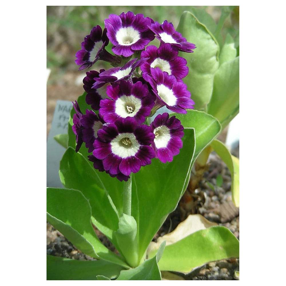 Heirloom Non-GMO Dark Purple Primrose Flower Seeds – Seeds for Planting | High Germination Organic Garden Seeds | Neera Seeds product photo [neera-v4-ab76457230c1e949f23a]