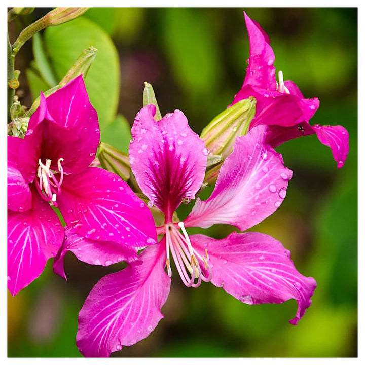 Bauhinia Flower Seeds for Planting, Heirloom, Non-GMHeirloom Bauhinia Flower Seeds, Non-GMO Orchid Tree Blooms for  | Neera Seeds product photo [neera-v4-ab83fb11b75cdfc526bc]