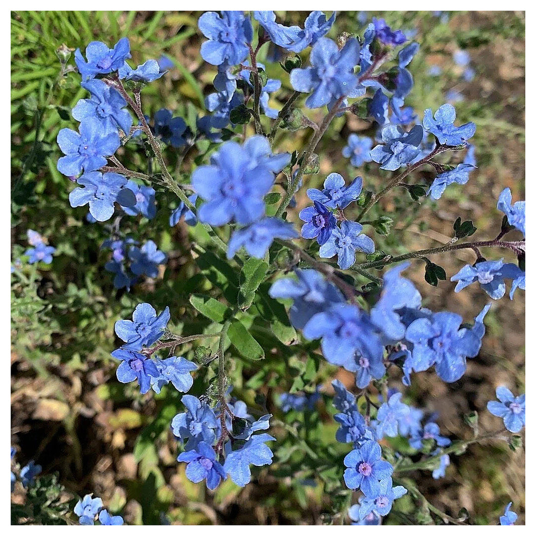 Chinese got Me Not Cynoglossum Amabile Heirloom Non Gmo Flower Seeds Home Garden Planting, | Neera Seeds product photo [neera-v4-ab847b498a7593de721c]