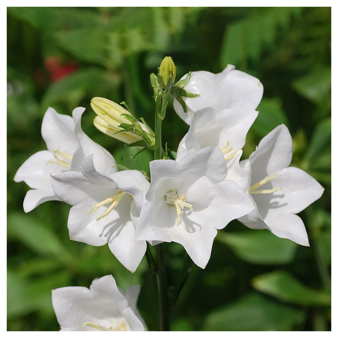 White White Heirloom Non Gmo Peached Leaved Bellflower Gorgeous Blooms In Your Garden Flower | Neera Seeds product photo [neera-v4-ab89334c9fcb7869951b]