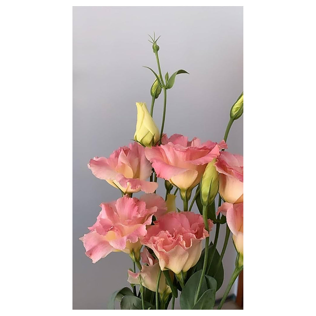 Peach Eustoma (Lisianthus) Flower Seeds – Heirloom, Non-GMO, Easy to Grow High Germination Garden Seeds | Neera Seeds product photo [neera-v4-abb39aee39c07effb919]