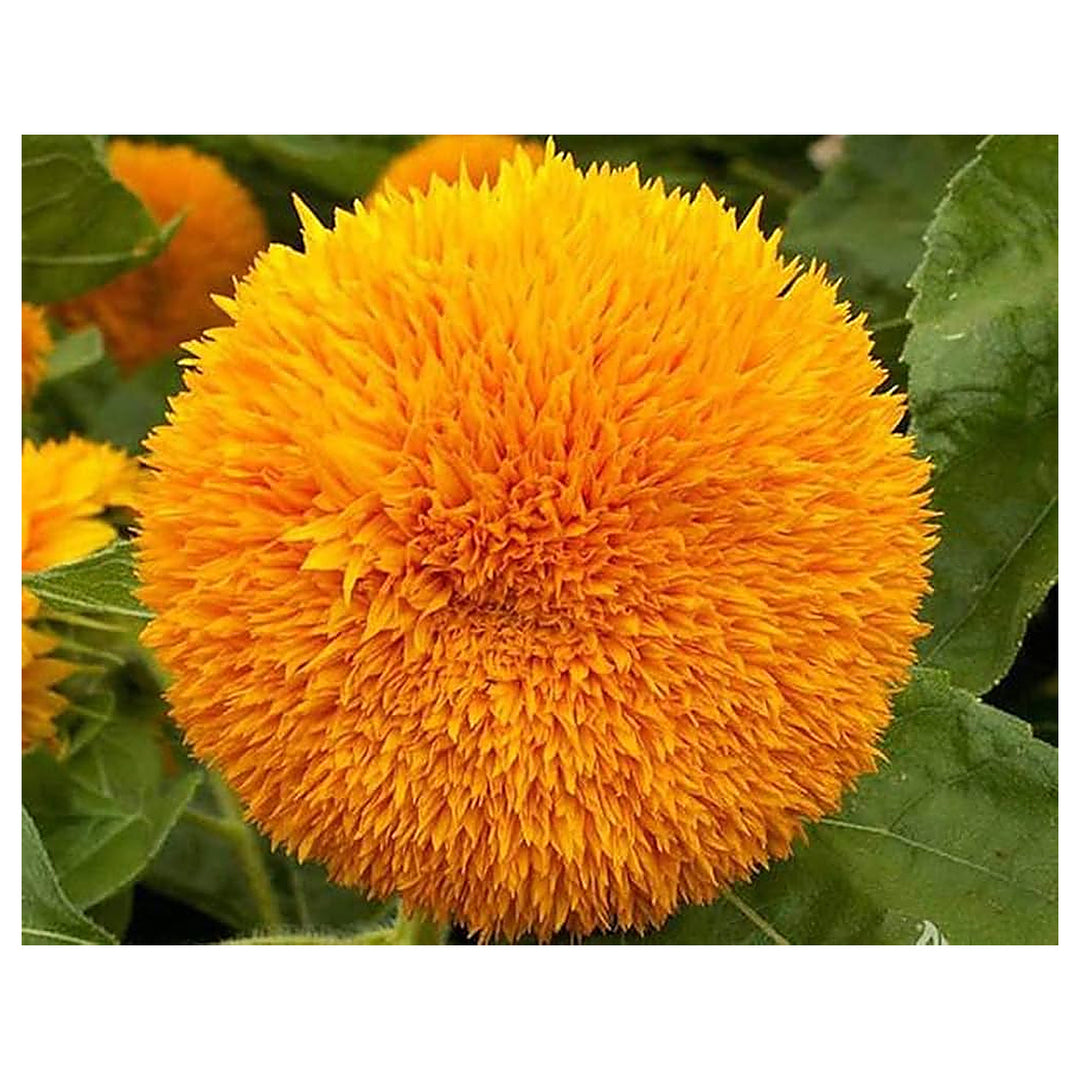 Sun Gold Helianthus Annuus Sunflower Seeds for Planting – Heirloom, Non-GMO, High Germination Garden Blooms | Neera Seeds product photo [neera-v4-abc13cb13898b501f44e]