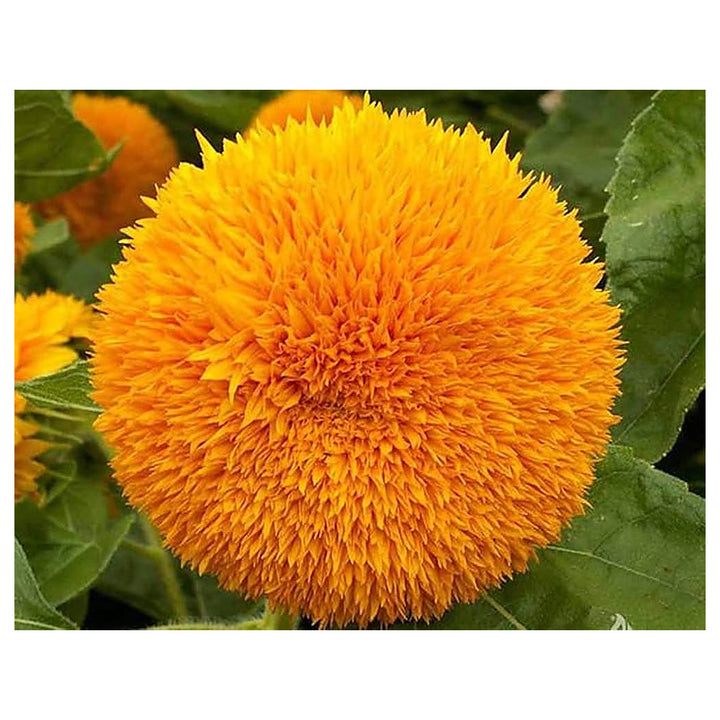 Sun Gold Helianthus Annuus Sunflower Seeds for Planting – Heirloom, Non-GMO, High Germination Garden Blooms | Neera Seeds product photo [neera-v4-abc13cb13898b501f44e]