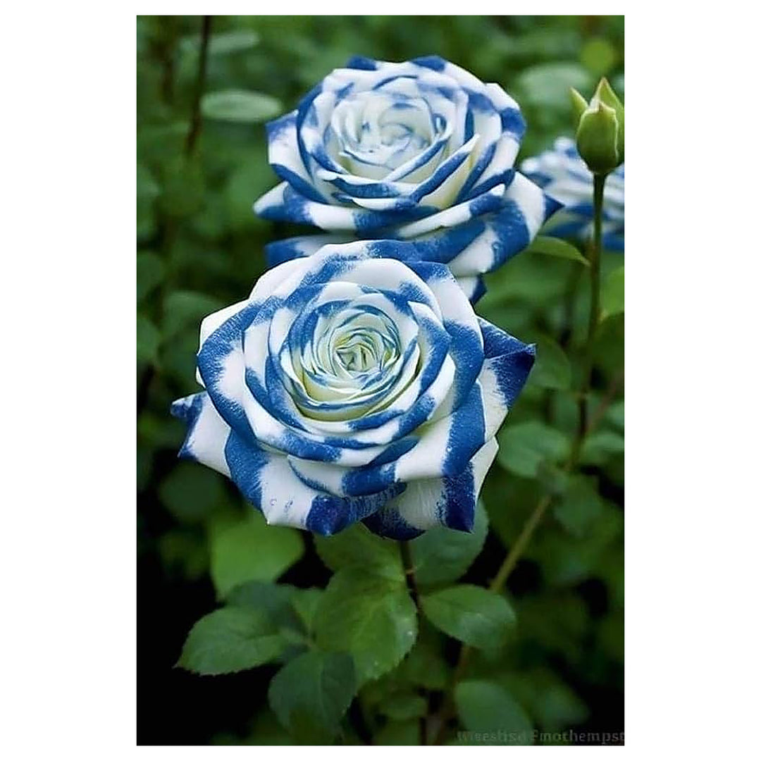 European Rose Tree Rosa Spp Flowering For Elegant Garden Planting Flower Seeds for Home Garden | Neera Seeds product photo [neera-v4-abcc2f41e9abb34f78c5]