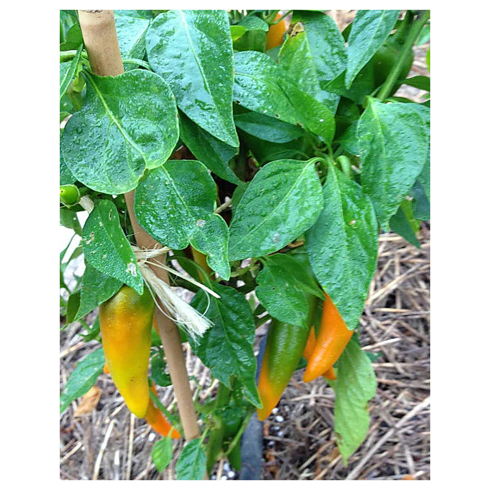 Sweet Pepper Bulgarian Seeds for Planting – Heirloom, Non-GMO, High Germination Organic Garden Seeds | Neera Seeds product photo [neera-v4-abd5a884f37815a0a2f2]
