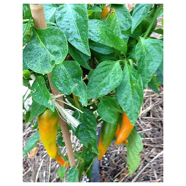 Sweet Pepper Bulgarian Seeds for Planting – Heirloom, Non-GMO, High Germination Organic Garden Seeds | Neera Seeds product photo [neera-v4-abd5a884f37815a0a2f2]