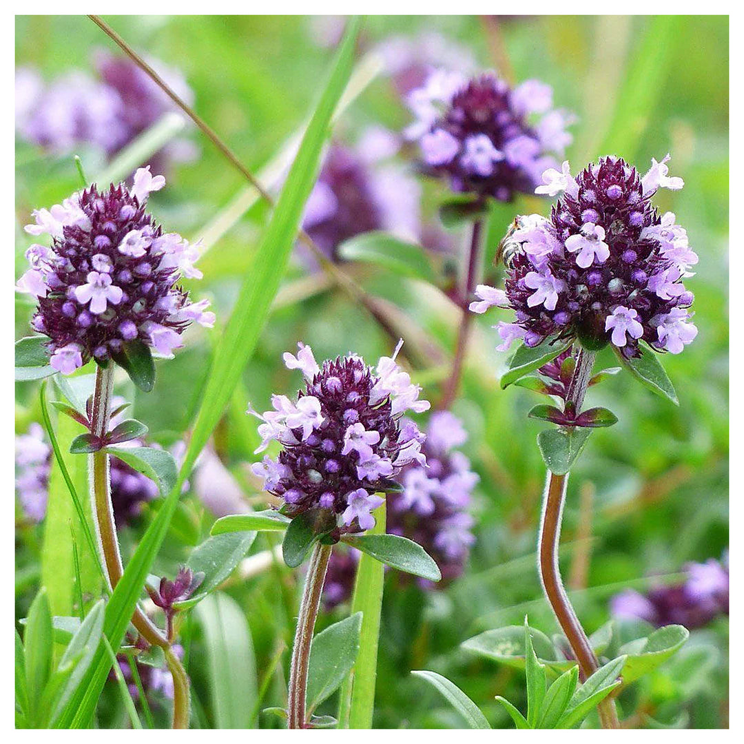 Serpyllum Violet Seeds for Planting – Organic, Heirloom, Non-GMO Creeping Thyme Seeds | Neera Seeds product photo [neera-v4-abda60ff8771a2367f69]