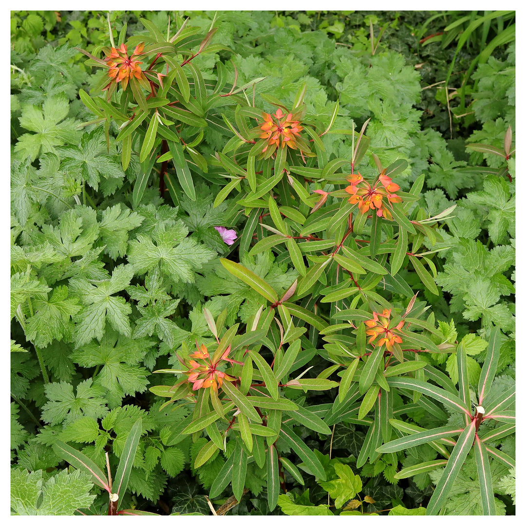 Red Griffithii Flower Seeds – Heirloom Non-GMO Seeds for Planting | High Germination Organic Garden Seeds | Neera Seeds product photo [neera-v4-abdcc1d62a19d4c55135]