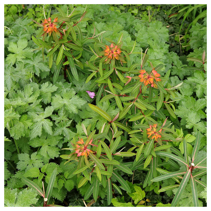 Red Griffithii Flower Seeds – Heirloom Non-GMO Seeds for Planting | High Germination Organic Garden Seeds | Neera Seeds product photo [neera-v4-abdcc1d62a19d4c55135]