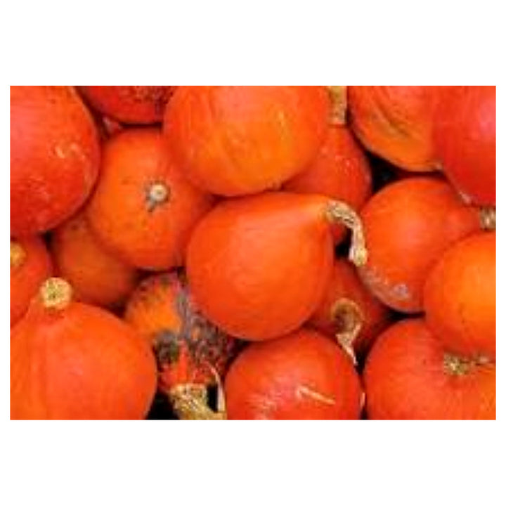 Hokkaido Red Kuri Pumpkin Seeds for Planting – Heirloom, Organic, Non-GMO, High Germination Garden Seeds | Neera Seeds product photo [neera-v4-ac145b48dff87204f872]