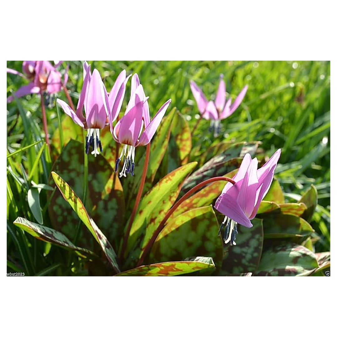 Erythronium Dens Canis Lily Flower For Planting Flower Seeds for Home Garden Planting, Landscape | Neera Seeds product photo [neera-v4-ac1fe191fe673ecdd892]