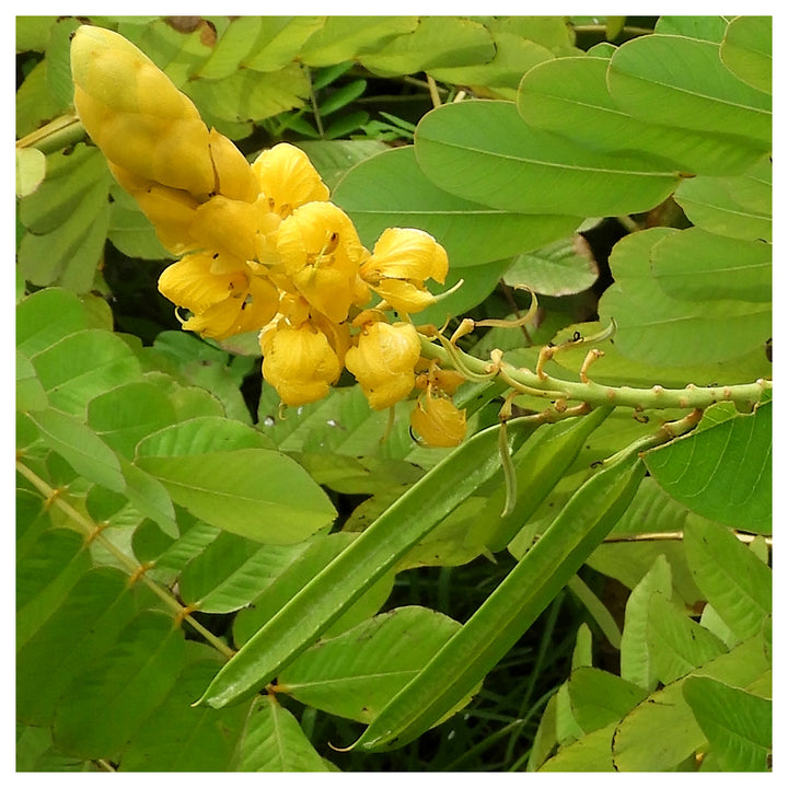 Heirloom Non-GMO Senna Alata Flower Seeds for Planting – Tropical Medicinal Blooms for Ornamental Gardens | Neera Seeds product photo [neera-v4-ac34195d6a5cb1e44cf6]